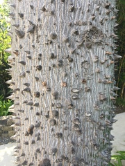 Ceiba parvifolia image
