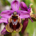 Ophrys tenthredinifera - Photo (c) Valter Jacinto, όλα τα δικαιώματα διατηρούνται