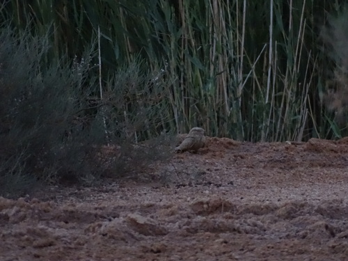 Egyptian Nightjar