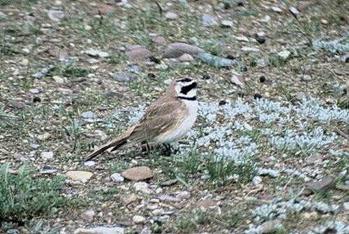 Horned Lark