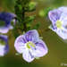 Blue Water-Speedwell - Photo (c) Valter Jacinto, all rights reserved