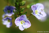 Blue Water-Speedwell Complex - Photo (c) Valter Jacinto, all rights reserved
