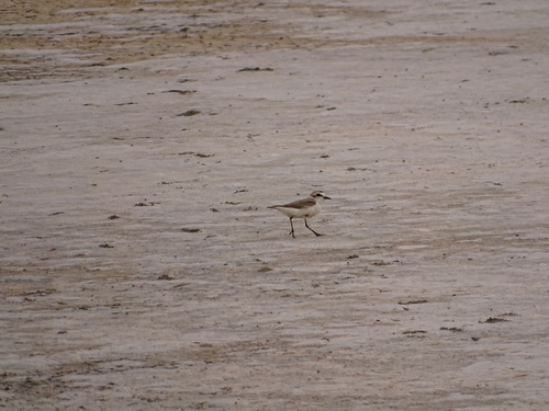 Kentish Plover
