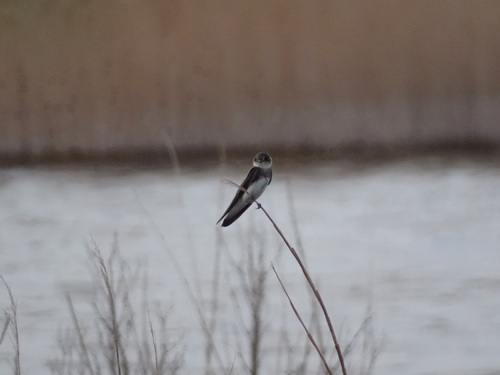 Bank Swallow