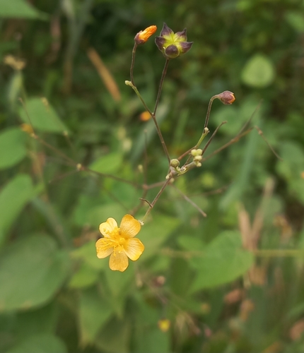 big yellow velvetleaf