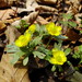 Ranunculus franchetii - Photo (c) snv2, all rights reserved, uploaded by snv2