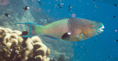 Redlip Parrotfish