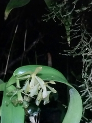 Epidendrum difforme image