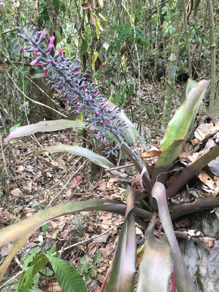 Aechmea lueddemanniana · BioDiversity4All