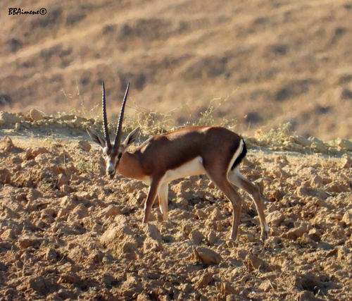 Cuvier's Gazelle