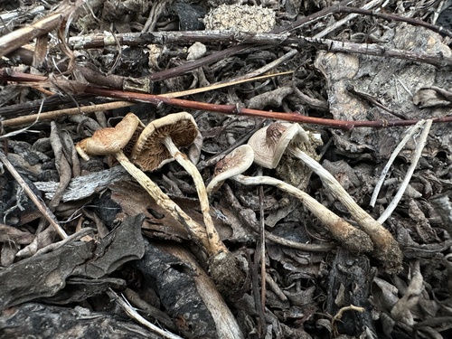 Hebeloma excedens