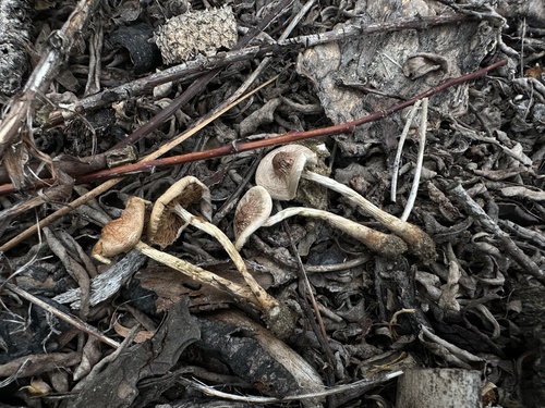 Hebeloma excedens (Photo 5 of 5)