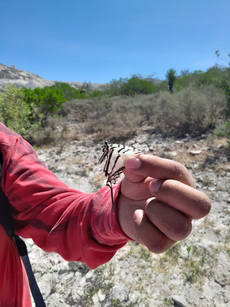 Mariposa cometa golondrina Mexicana del Golfo desde 42439 Hgo., México ...