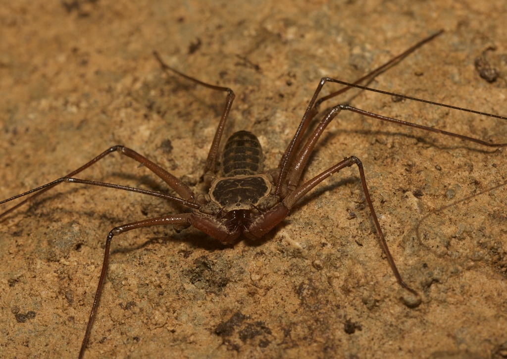 Phrynid Tailless Whipscorpions from Solidaridad, Q. Roo., MX on ...