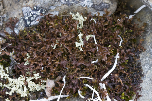 Striped Iceland Lichen