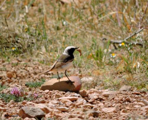 Red-rumped Wheatear