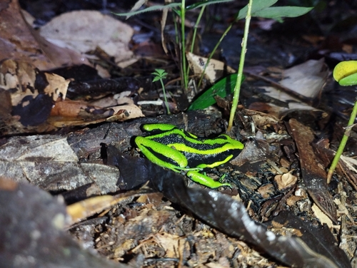Three-striped Poison Frog