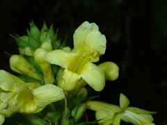 Image of Aphelandra acanthus