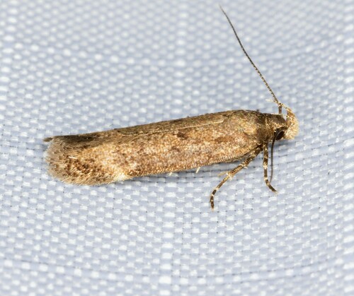 iNaturalist observation photo of Twirler Moths