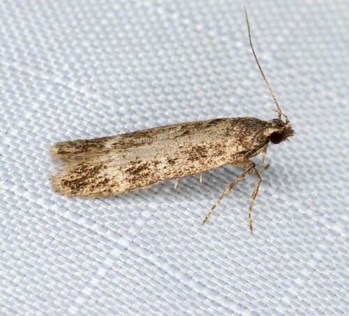 iNaturalist observation photo of Twirler Moths