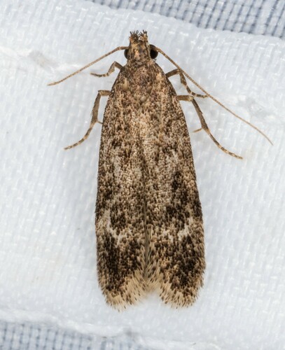 iNaturalist observation photo of Twirler Moths