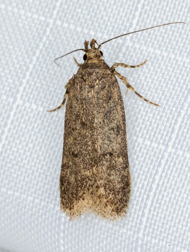 iNaturalist observation photo of Twirler Moths