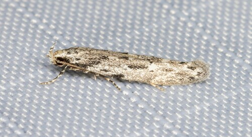 iNaturalist observation photo of Coleotechnites starki