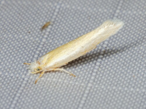 iNaturalist observation photo of Pine Needle Sheathminer