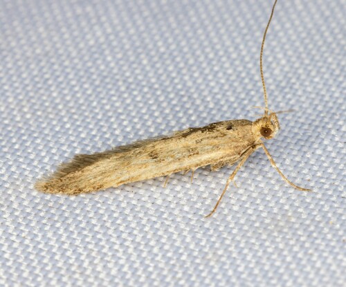 iNaturalist observation photo of Twirler Moths