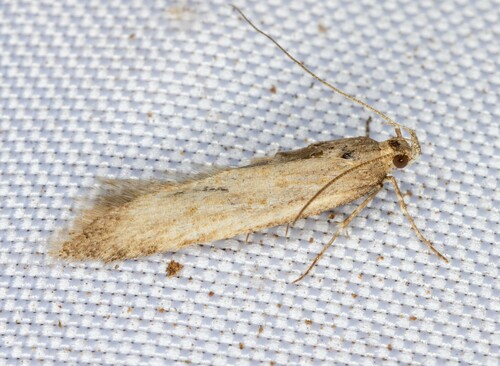iNaturalist observation photo of Twirler Moths
