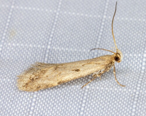 iNaturalist observation photo of Twirler Moths