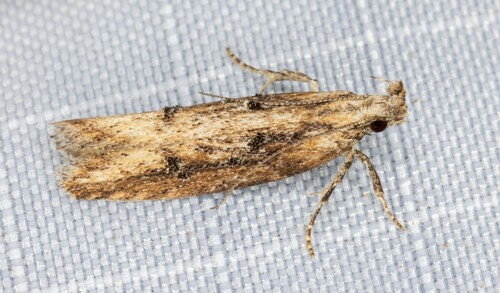 iNaturalist observation photo of Pyramidobela quinquecristata