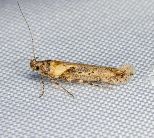 iNaturalist observation photo of Coyote Brush Stem Gall Moth