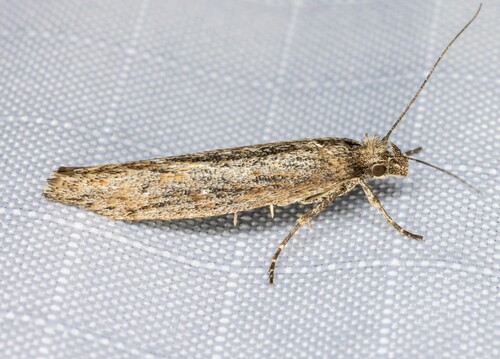 iNaturalist observation photo of Ermine Moths and Allies