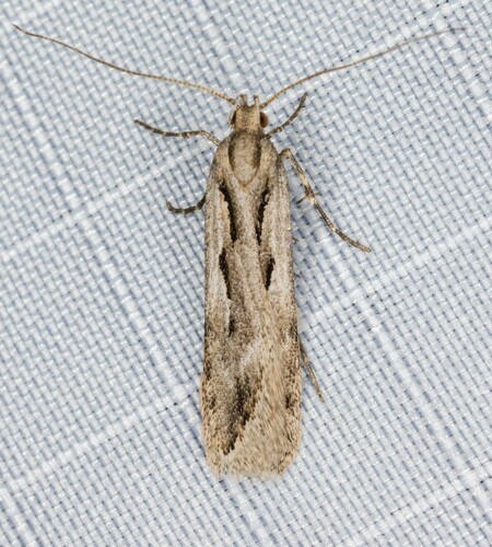 iNaturalist observation photo of Prolita variabilis