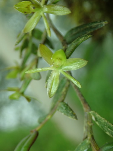 Epidendrum repens