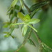 Epidendrum repens - Photo (c) Rudy Gelis, todos los derechos reservados, subido por Rudy Gelis