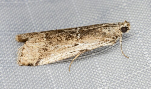 iNaturalist observation photo of Ambesa mirabella