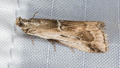 iNaturalist observation photo of Ambesa mirabella