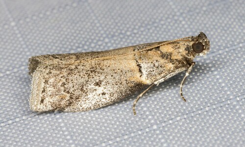 iNaturalist observation photo of Phycitini