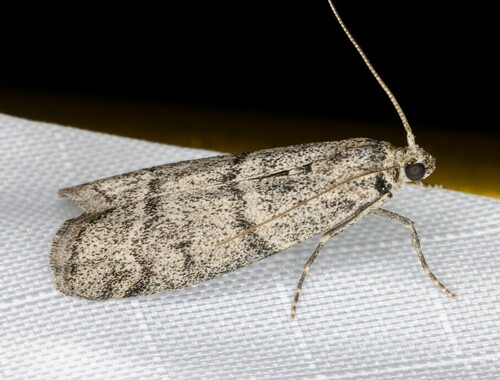 iNaturalist observation photo of Pyralid Snout Moths