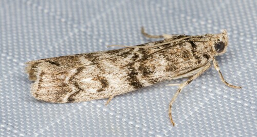 iNaturalist observation photo of Conifer Coneworm Moths