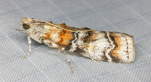 iNaturalist observation photo of Dioryctria westerlandi