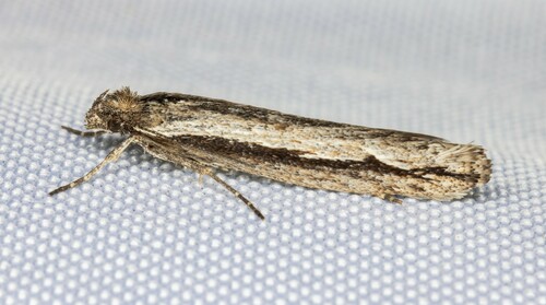 iNaturalist observation photo of Ypsolopha barberella