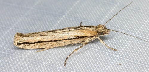 iNaturalist observation photo of Ypsolopha flavistrigella