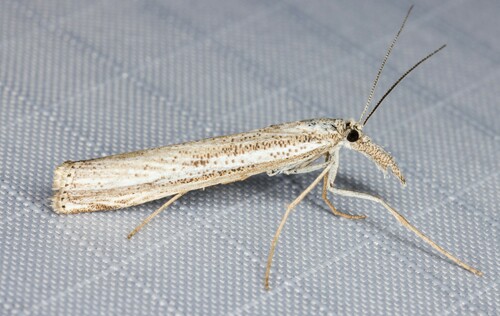 iNaturalist observation photo of Agriphila attenuatus