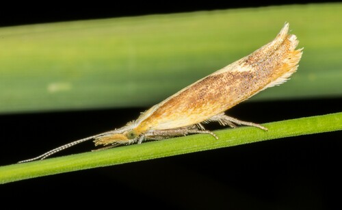 iNaturalist observation photo of Canary Ypsolopha Moth