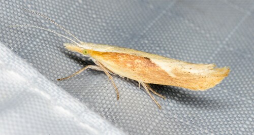 iNaturalist observation photo of Canary Ypsolopha Moth