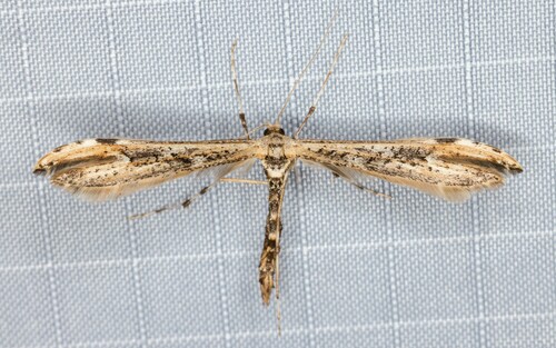 iNaturalist observation photo of Rogenhofer's Plume Moth