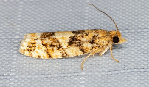 iNaturalist observation photo of Spruce Bud Moth